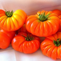 POMODORO COSTOLUTO FIORENTINO