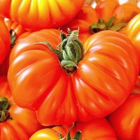 POMODORO COSTOLUTO FIORENTINO