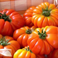 POMODORO COSTOLUTO FIORENTINO