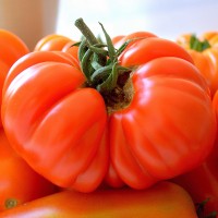 POMODORO COSTOLUTO FIORENTINO