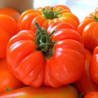 POMODORO COSTOLUTO FIORENTINO