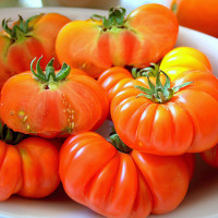 POMODORO COSTOLUTO FIORENTINO