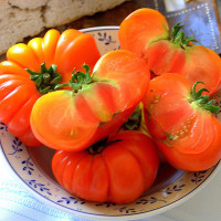 POMODORO COSTOLUTO FIORENTINO