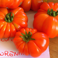 POMODORO COSTOLUTO FIORENTINO