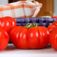 POMODORO COSTOLUTO FIORENTINO