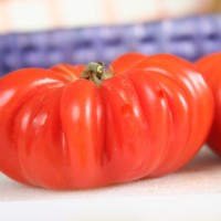 POMODORO COSTOLUTO FIORENTINO