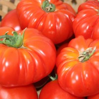 POMODORO COSTOLUTO FIORENTINO