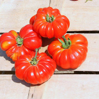 POMODORO COSTOLUTO FIORENTINO