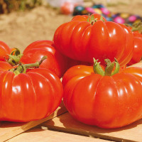 POMODORO COSTOLUTO FIORENTINO