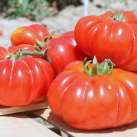 POMODORO COSTOLUTO FIORENTINO