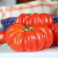 POMODORO COSTOLUTO GENOVESE