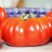 POMODORO COSTOLUTO GENOVESE