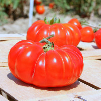 POMODORO COSTOLUTO FIORENTINO NOVOLI