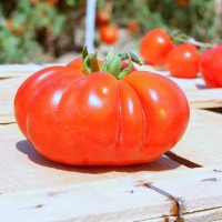 POMODORO COSTOLUTO FIORENTINO NOVOLI