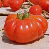 POMODORO COSTOLUTO FIORENTINO NOVOLI