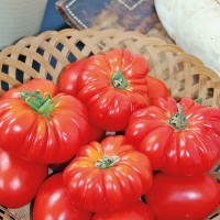 POMODORO COSTOLUTO FIORENTINO NOVOLI