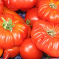 POMODORO COSTOLUTO FIORENTINO NOVOLI