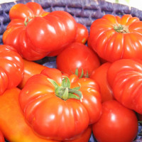 POMODORO COSTOLUTO FIORENTINO NOVOLI