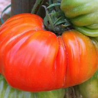 POMODORO COSTOLUTO FIORENTINO NOVOLI