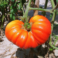 POMODORO COSTOLUTO GENOVESE