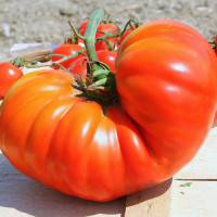 POMODORO COSTOLUTO GENOVESE