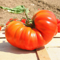 POMODORO COSTOLUTO GENOVESE