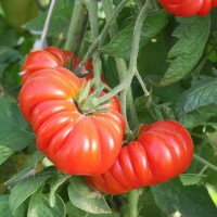 POMODORO COSTOLUTO FIORENTINO