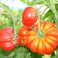 POMODORO COSTOLUTO FIORENTINO