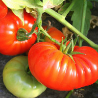 POMODORO COSTOLUTO FIORENTINO