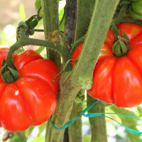 POMODORO COSTOLUTO FIORENTINO