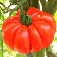 POMODORO COSTOLUTO FIORENTINO