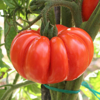 POMODORO COSTOLUTO FIORENTINO