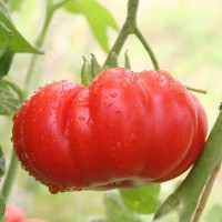 POMODORO COSTOLUTO FIORENTINO