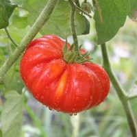 POMODORO COSTOLUTO FIORENTINO