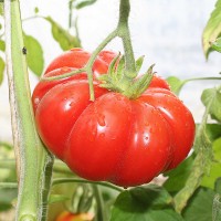 POMODORO COSTOLUTO FIORENTINO