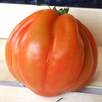 POMODORO CUORBENGA F1