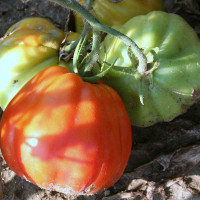 POMODORO CUORBENGA F1