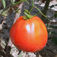 POMODORO PEARSON