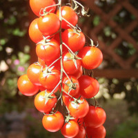 POMODORO CILIEGIA RED BUNCH F1