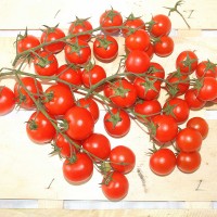 POMODORO CILIEGIA RED BUNCH F1