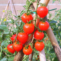 POMODORO PACHINO TRILLO F1