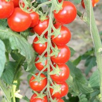 POMODORO CILIEGIA TRILLO F1