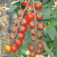 POMODORO CILIEGIA TRILLO F1