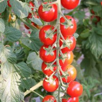 POMODORO CILIEGIA TRILLO F1