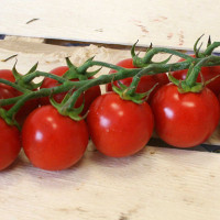 POMODORO CILIEGIA F1