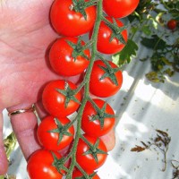 POMODORO CILIEGIA ZUCCHERO