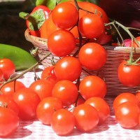 POMODORO CILIEGIA ZUCCHERO