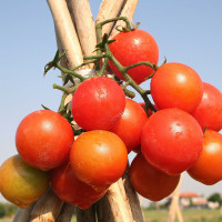 POMODORO CILIEGIA ZUCCHERO