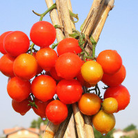 POMODORO CILIEGIA ZUCCHERO