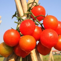 POMODORO CILIEGIA ZUCCHERO